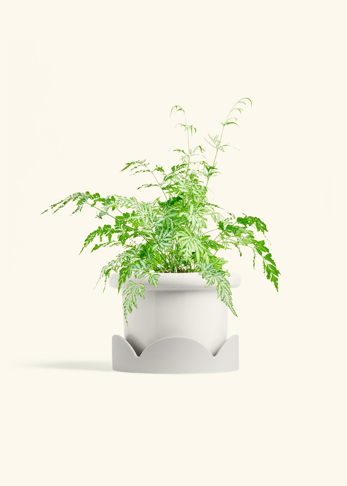 Silver Lace Fern in a 6 inches Fat Lip White Planter in a Oat Petal Drip Tray