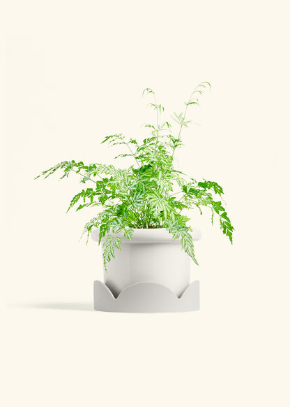 Silver Lace Fern in a 6 inches Fat Lip White Planter in a Oat Petal Drip Tray