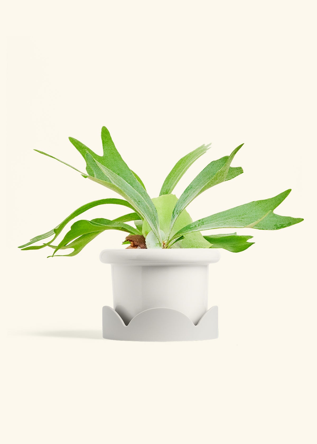 Fat Lip Planter Tray Combo, Polar White