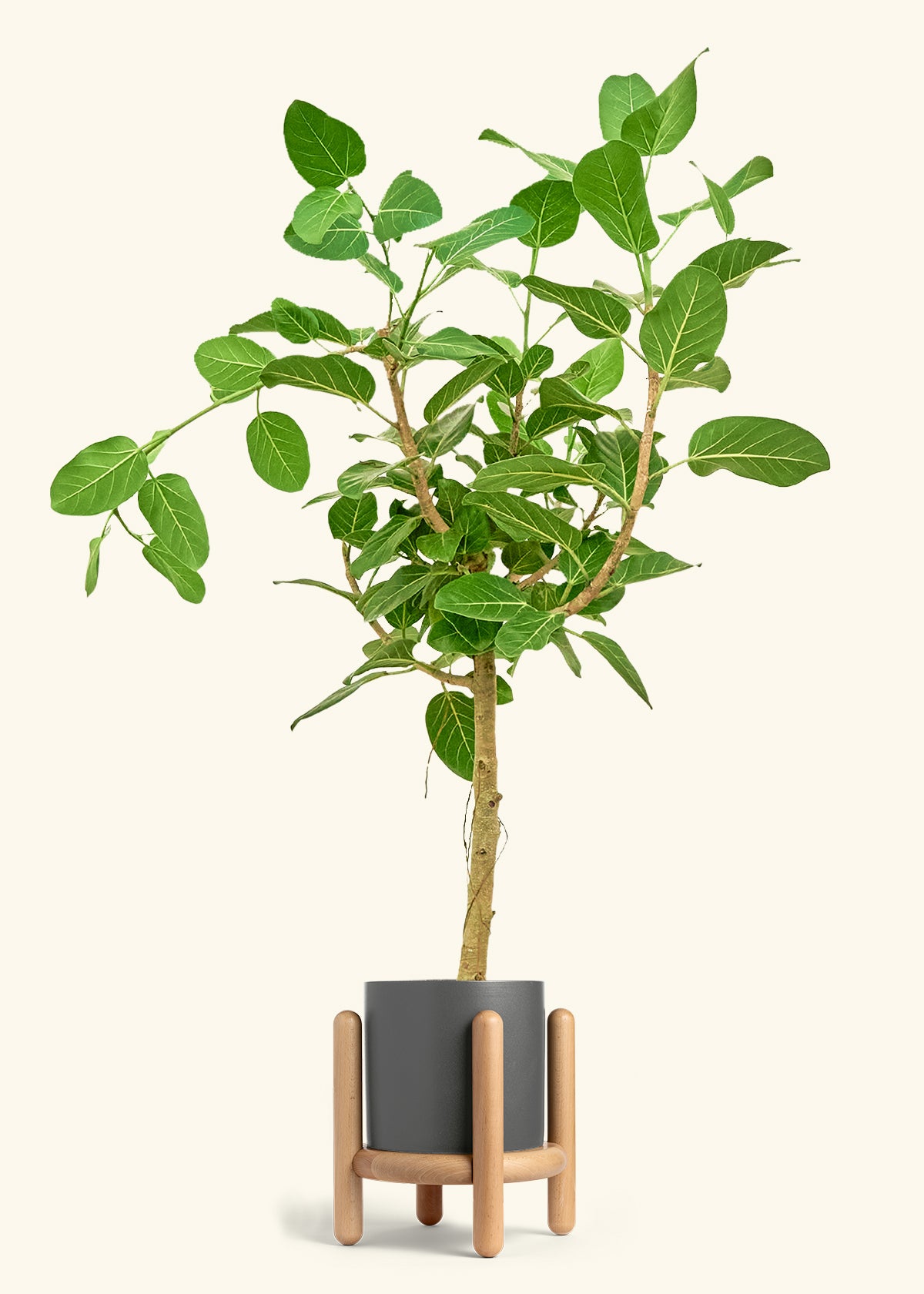 Ficus Audrey in a 10 inches Charcoal Classic Cylinder Planter in a Beech Wood Stand