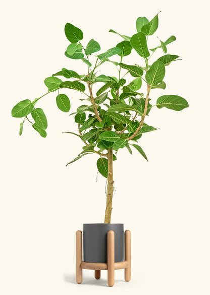 Ficus Audrey in a 10 inches Charcoal Classic Cylinder Planter in a Beech Wood Stand