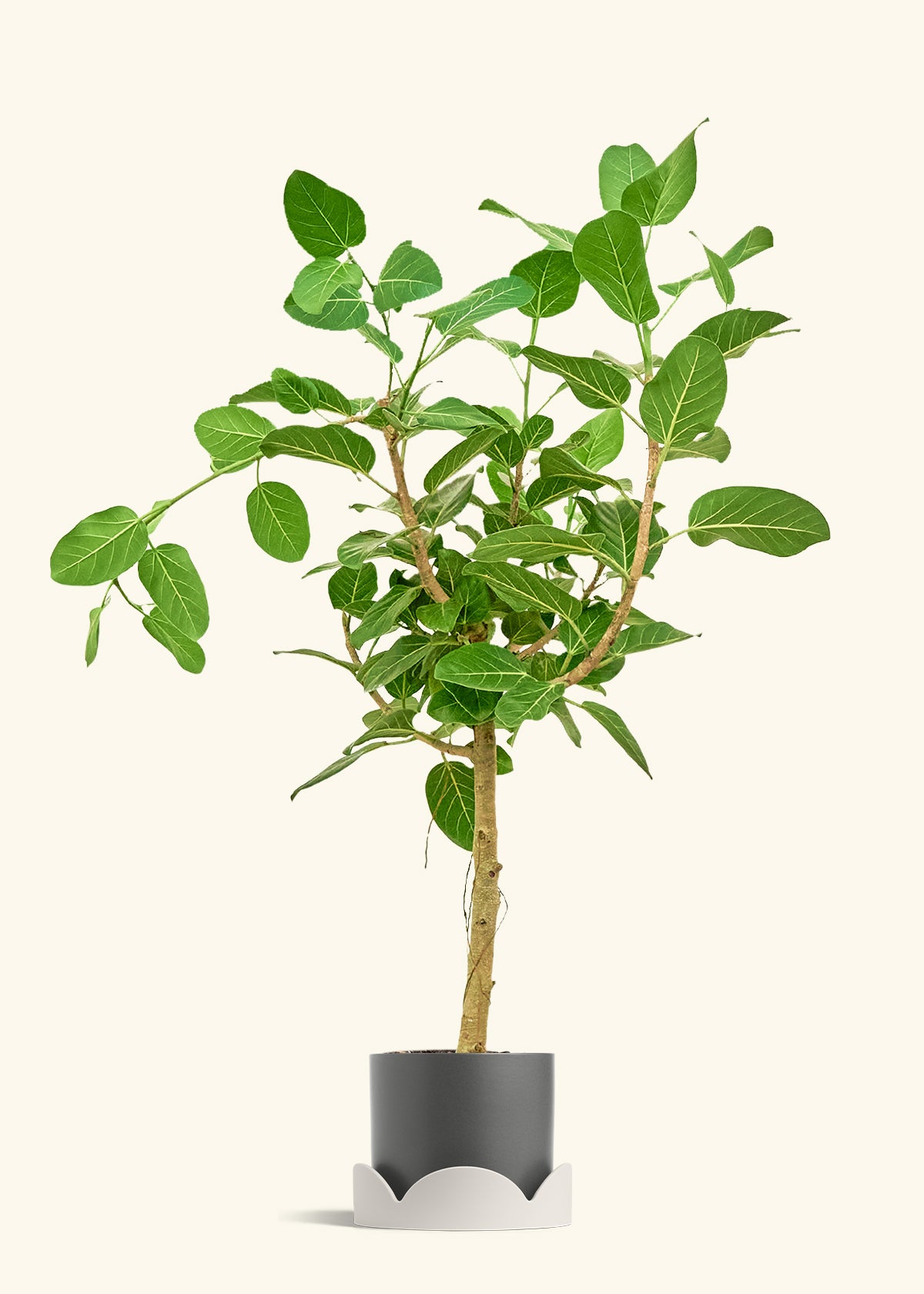 Ficus Audrey in a 10 inches Charcoal Classic Cylinder Planter in a Oat Petal Drip Tray