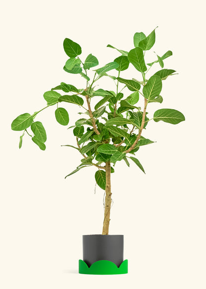 Ficus Audrey in a 10 inches Charcoal Classic Cylinder Planter in a Shamrock Petal Drip Tray