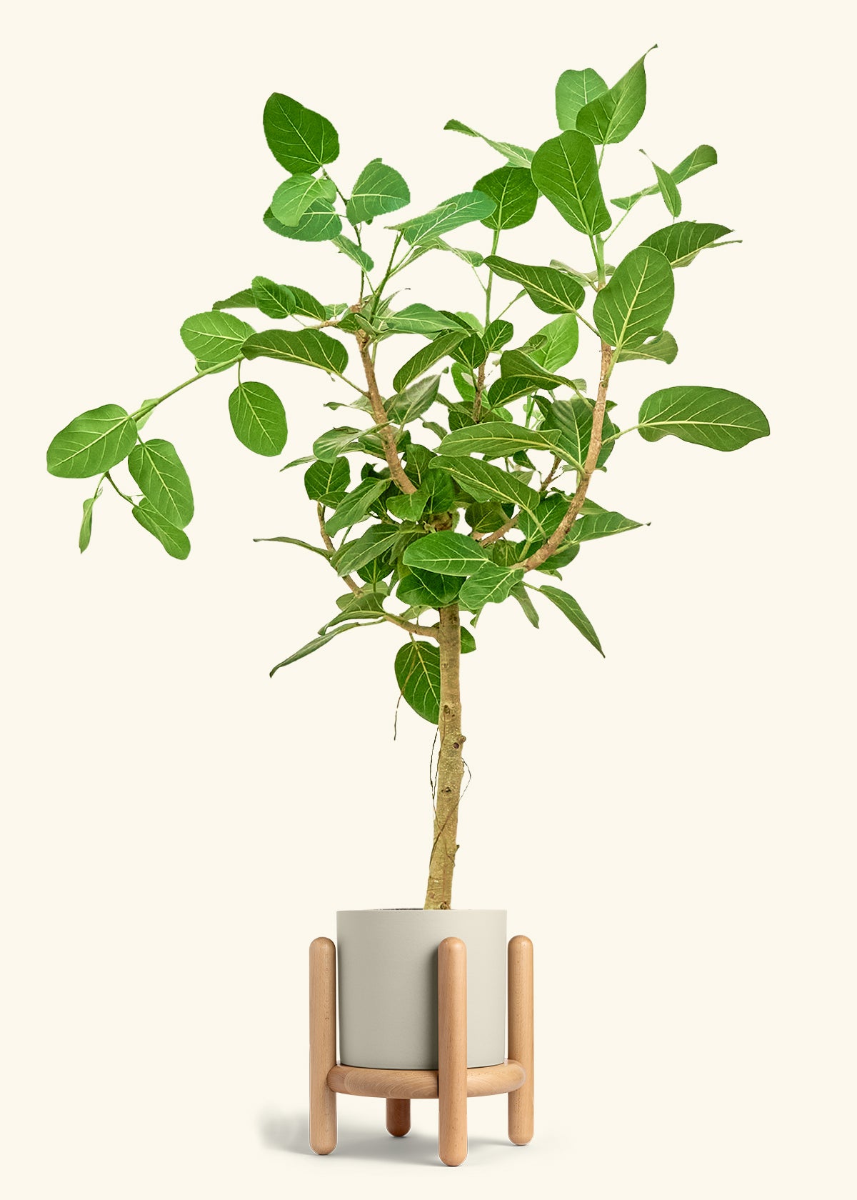 Ficus Audrey in a 10 inches Oat Classic Cylinder Planter in a Beech Wood Stand