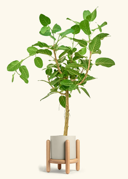 Ficus Audrey in a 10 inches Oat Classic Cylinder Planter in a Beech Wood Stand