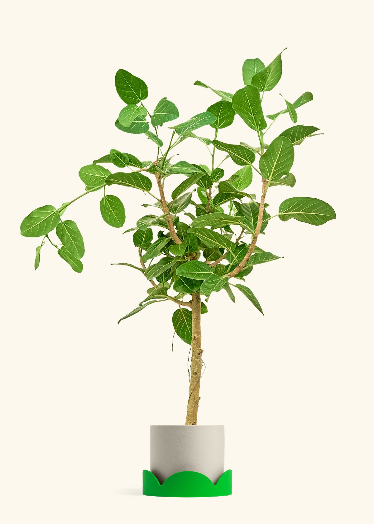 Ficus Audrey in a 10 inches Oat Classic Cylinder Planter in a Shamrock Petal Drip Tray
