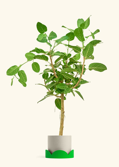Ficus Audrey in a 10 inches Oat Classic Cylinder Planter in a Shamrock Petal Drip Tray