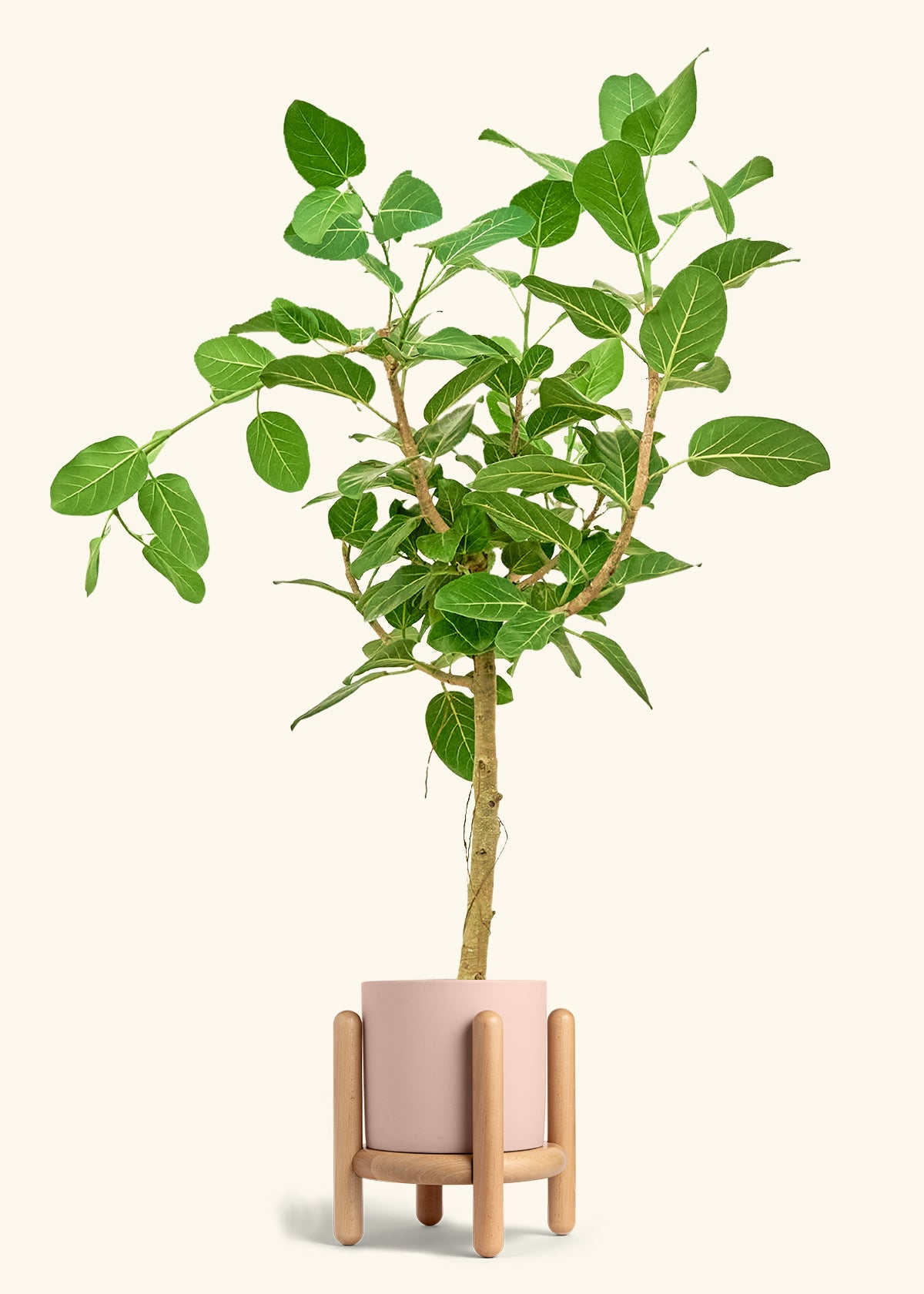 Ficus Audrey in a 10 inches Pink Classic Cylinder Planter in a Beech Wood Stand