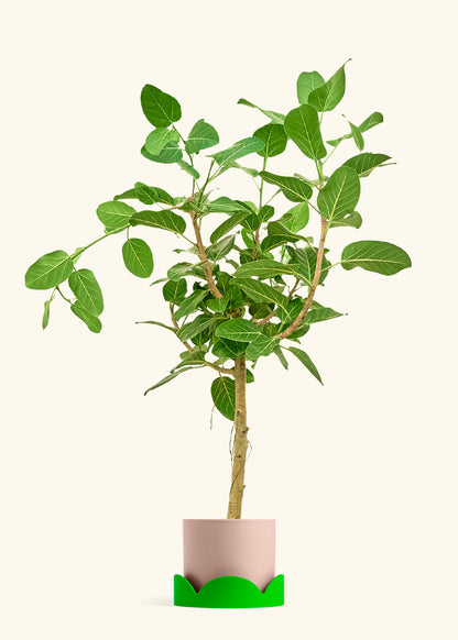 Ficus Audrey in a 10 inches Pink Classic Cylinder Planter in a Shamrock Petal Drip Tray