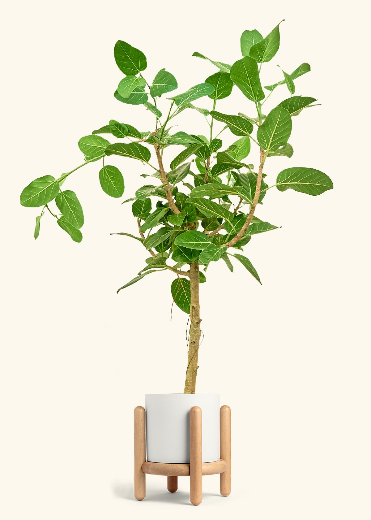 Ficus Audrey in a 10 inches White Classic Cylinder Planter in a Beech Wood Stand