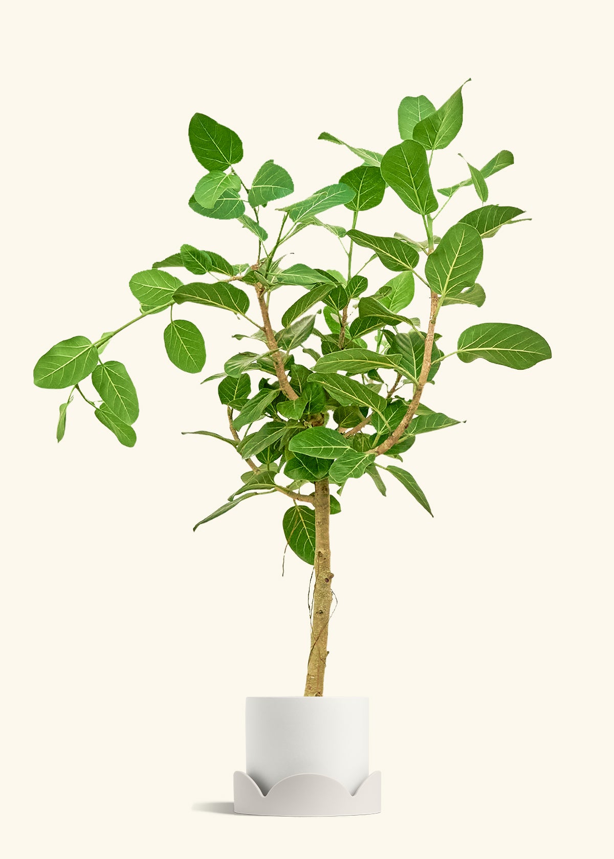 Ficus Audrey in a 10 inches White Classic Cylinder Planter in a Oat Petal Drip Tray