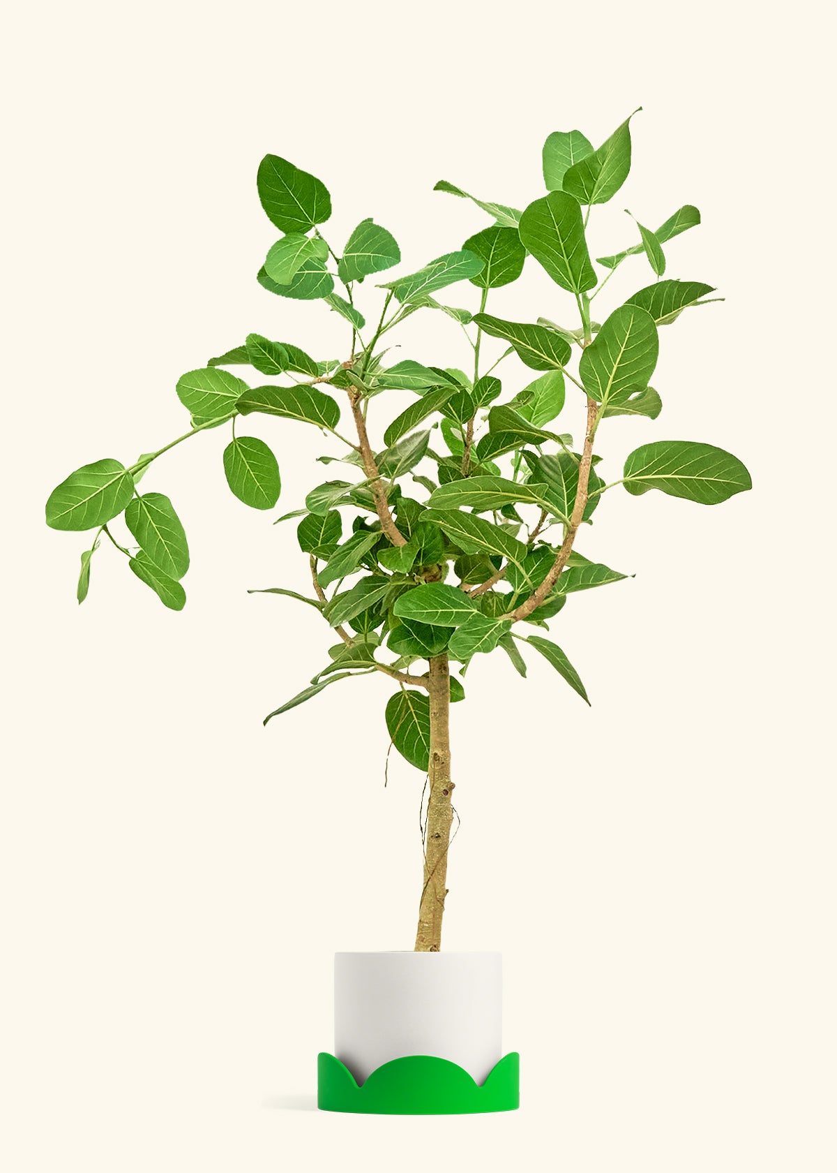 Ficus Audrey in a 10 inches Fat Lip Oat Planter in a Oat Petal Drip Tray