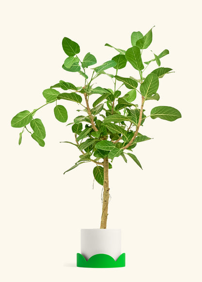 Ficus Audrey in a 10 inches Fat Lip Oat Planter in a Oat Petal Drip Tray