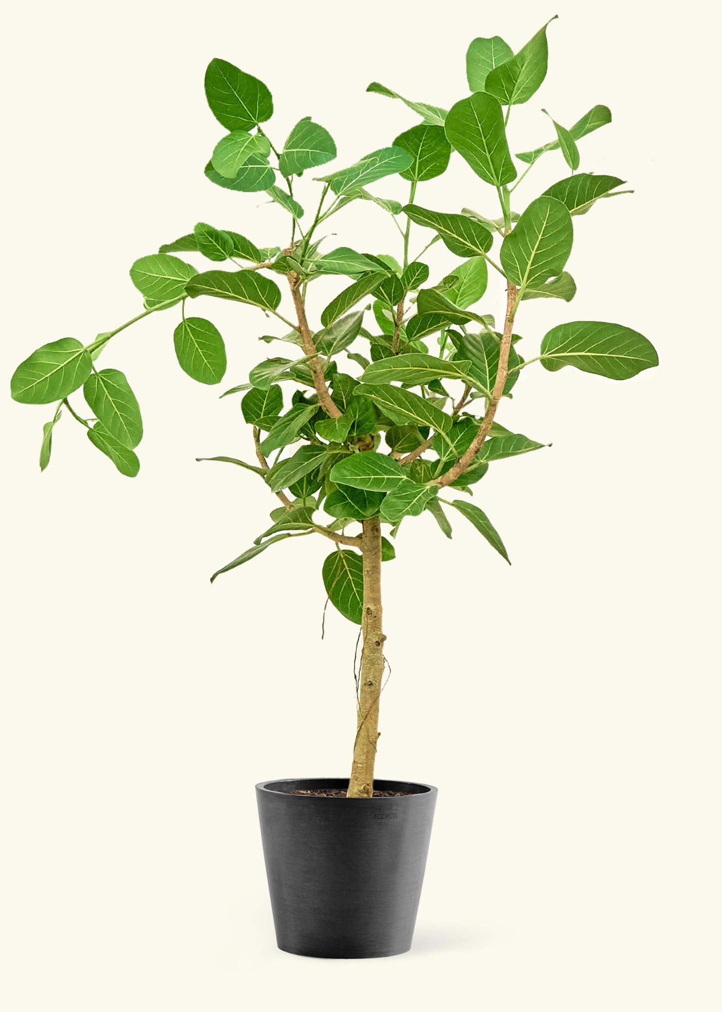 Large Ficus 'Audrey' Plant in a black pot.