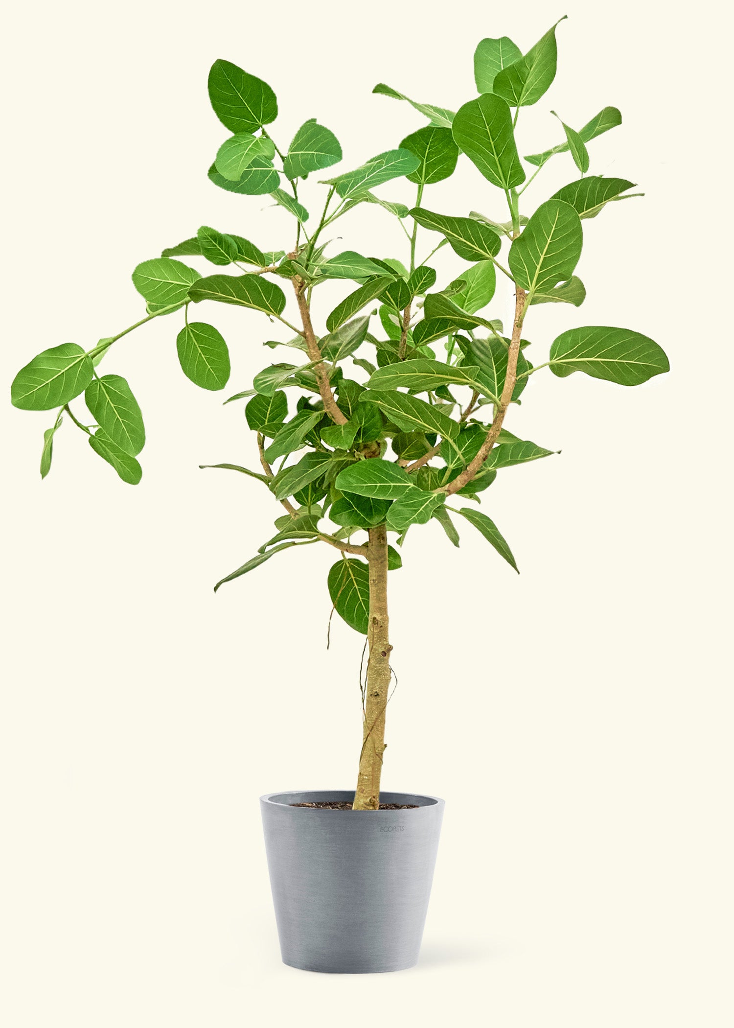 Large Ficus 'Audrey' Plant in a gray stone pot.