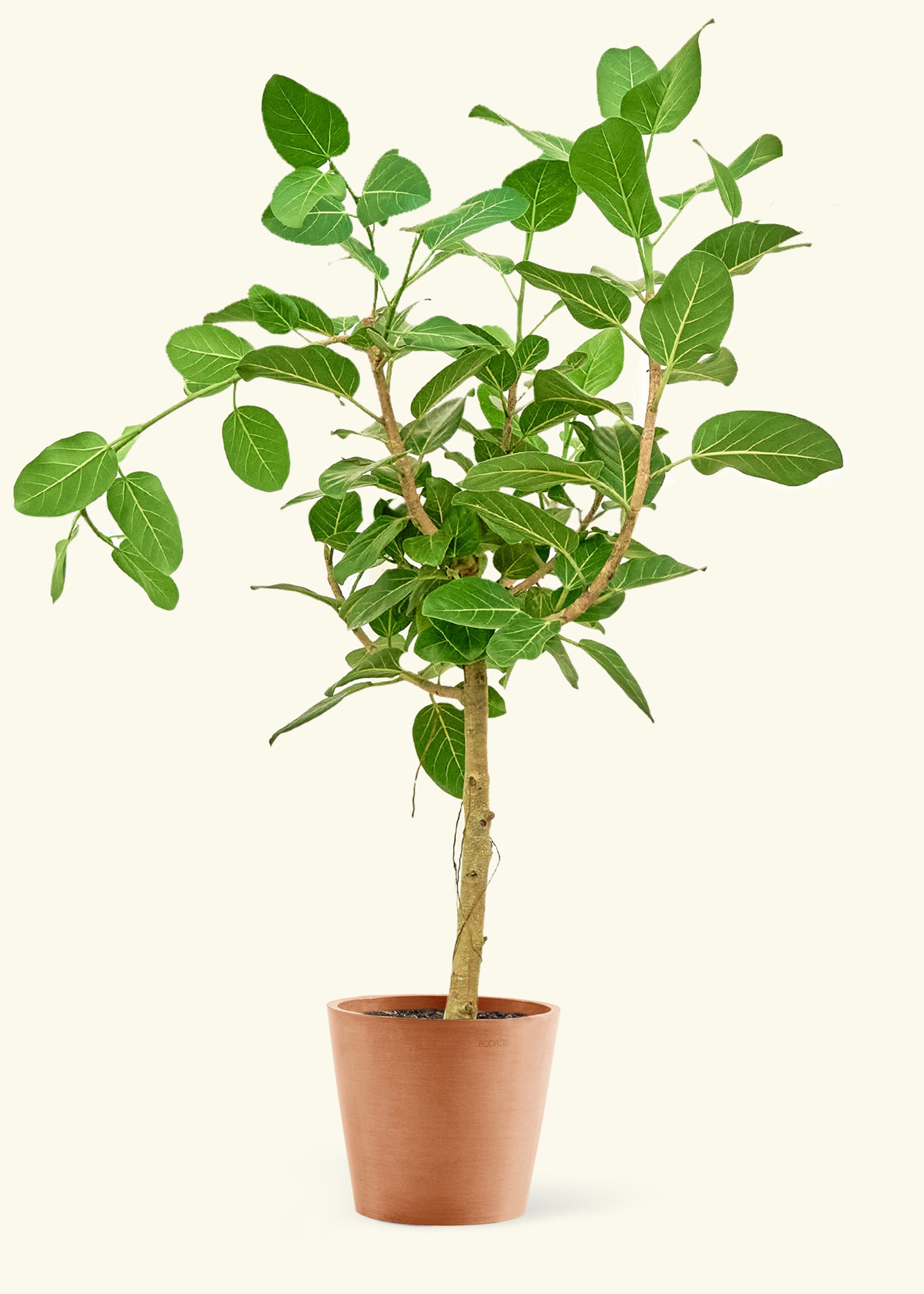 Large Ficus 'Audrey' Plant in a terracotta pot.