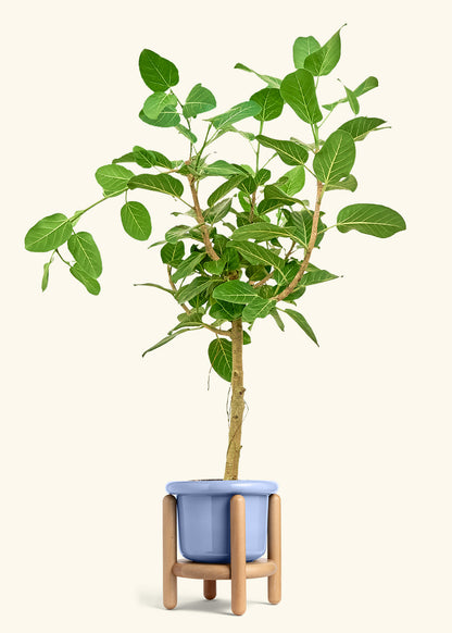 Ficus Audrey in a 10 inches Fat Lip Blue Planter in a Beech Wood Stand