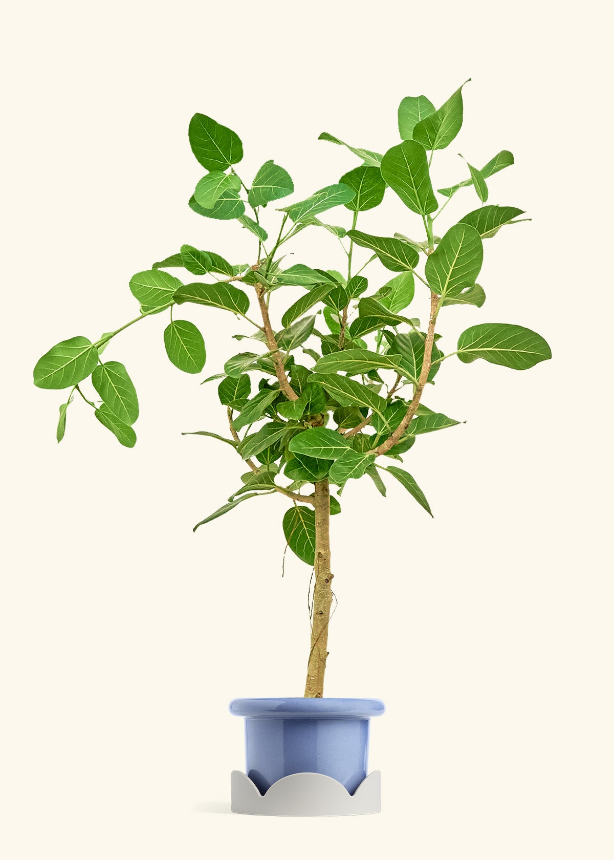 Ficus Audrey in a 10 inches Fat Lip Blue Planter in a Oat Petal Drip Tray