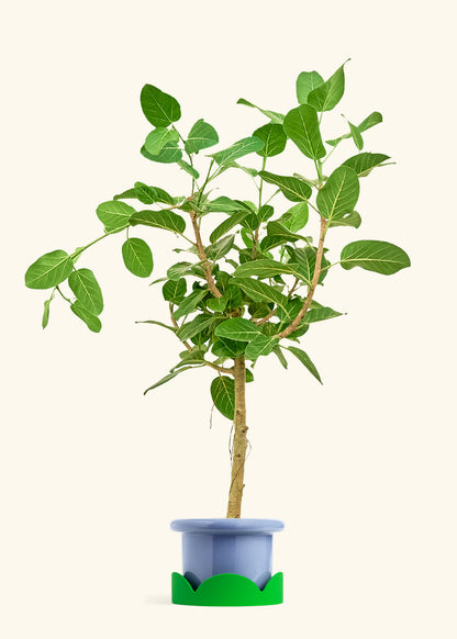 Ficus Audrey in a 10 inches Fat Lip Blue Planter in a Shamrock Petal Drip Tray