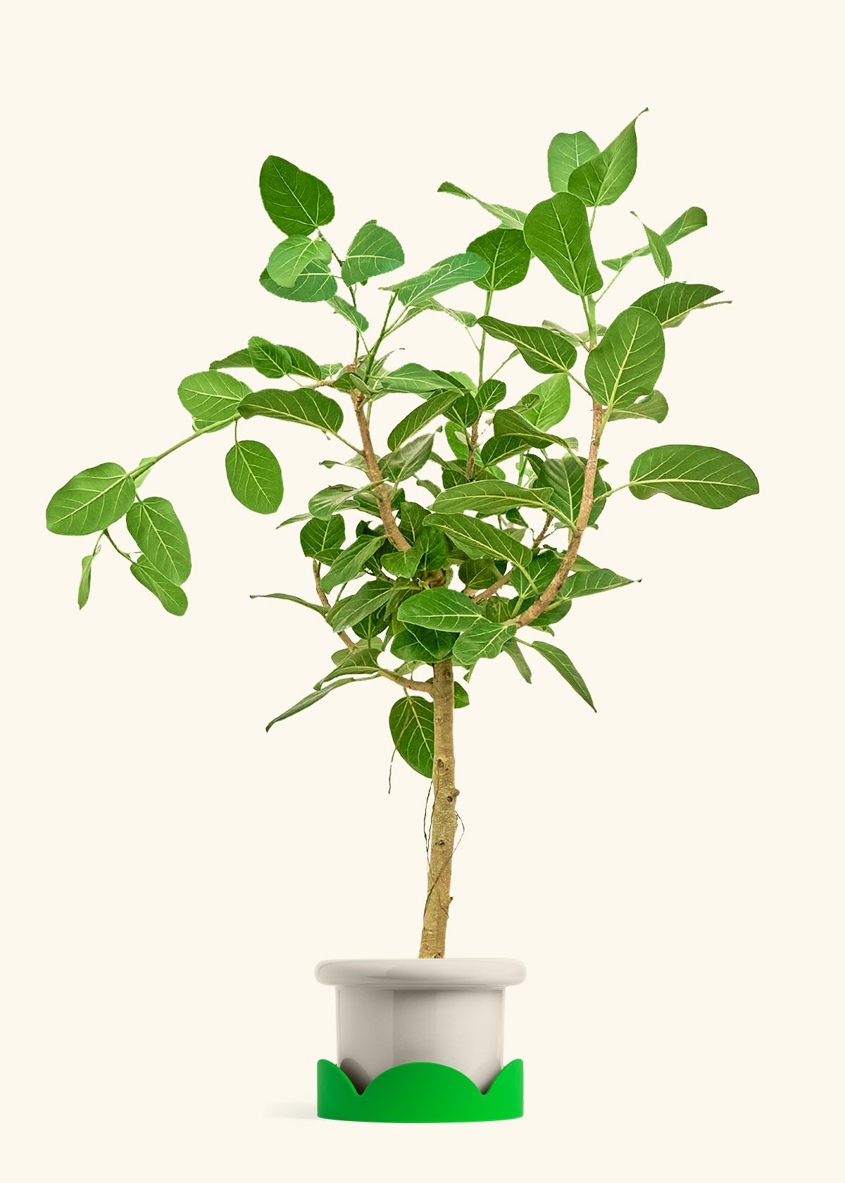 Ficus Audrey in a 10 inches White Classic Cylinder Planter in a Shamrock Petal Drip Tray