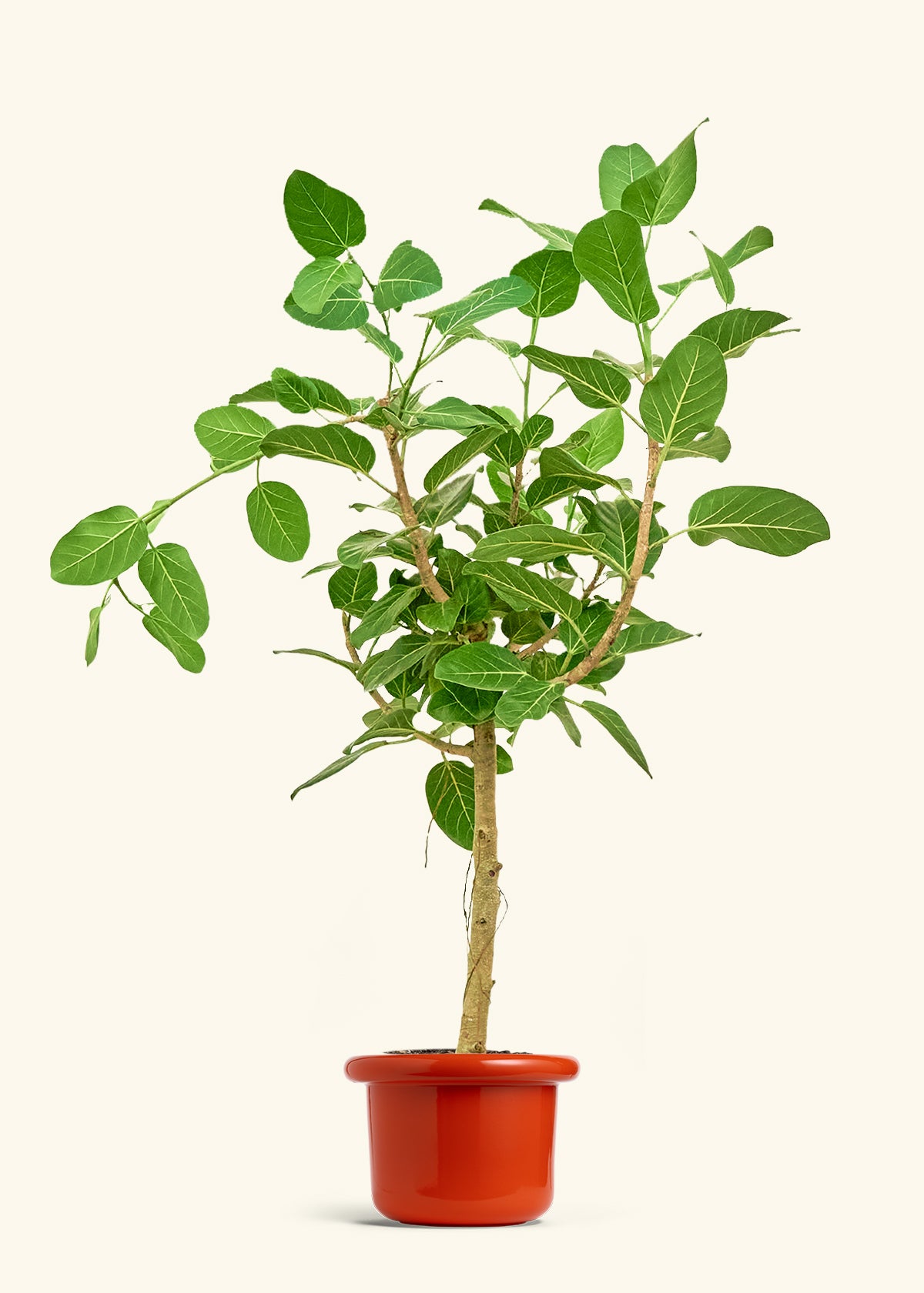 Ficus Audrey in a 10 inches Fat Lip Red Planter 
