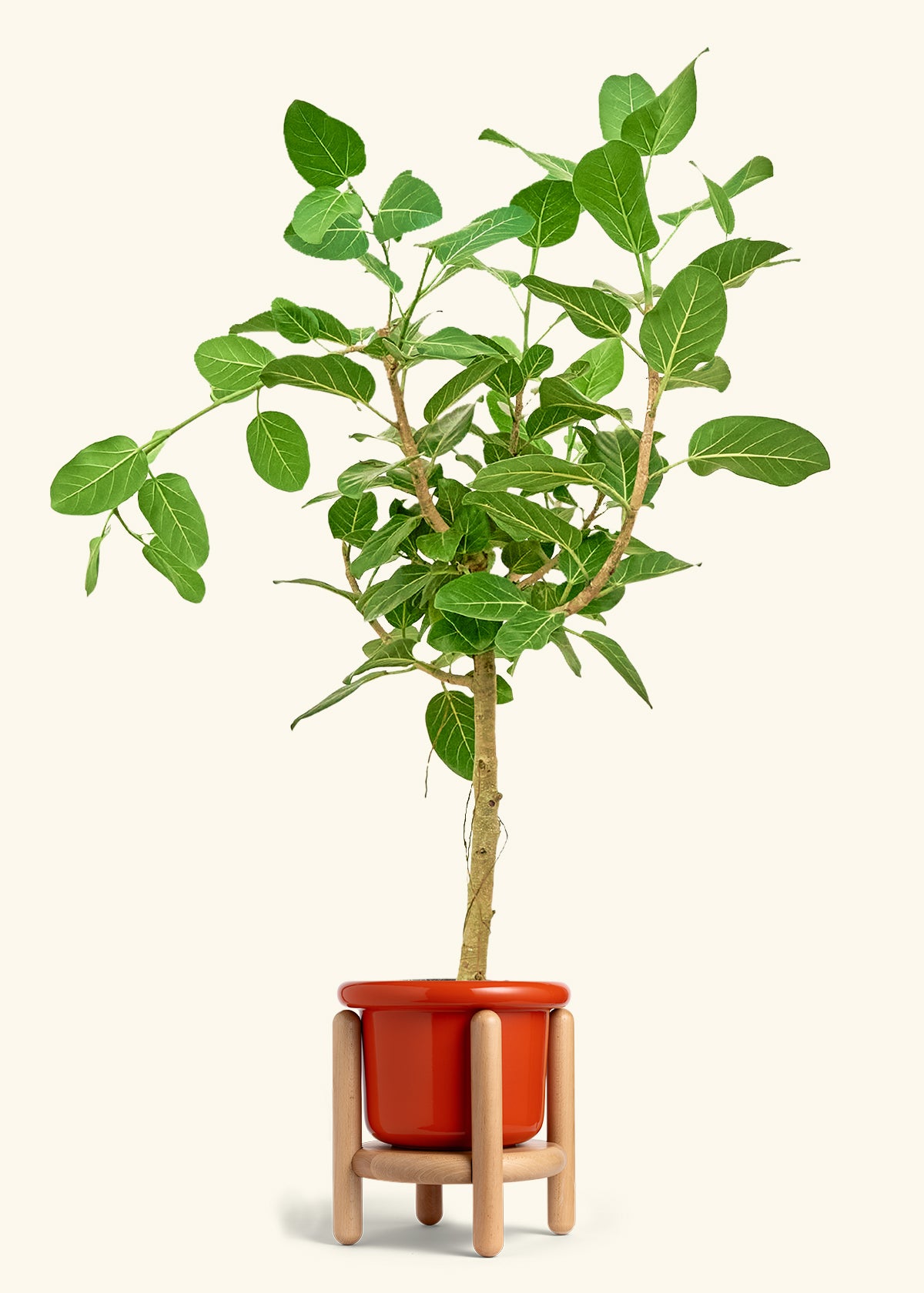 Ficus Audrey in a 10 inches Fat Lip Red Planter in a Oat Petal Drip Tray