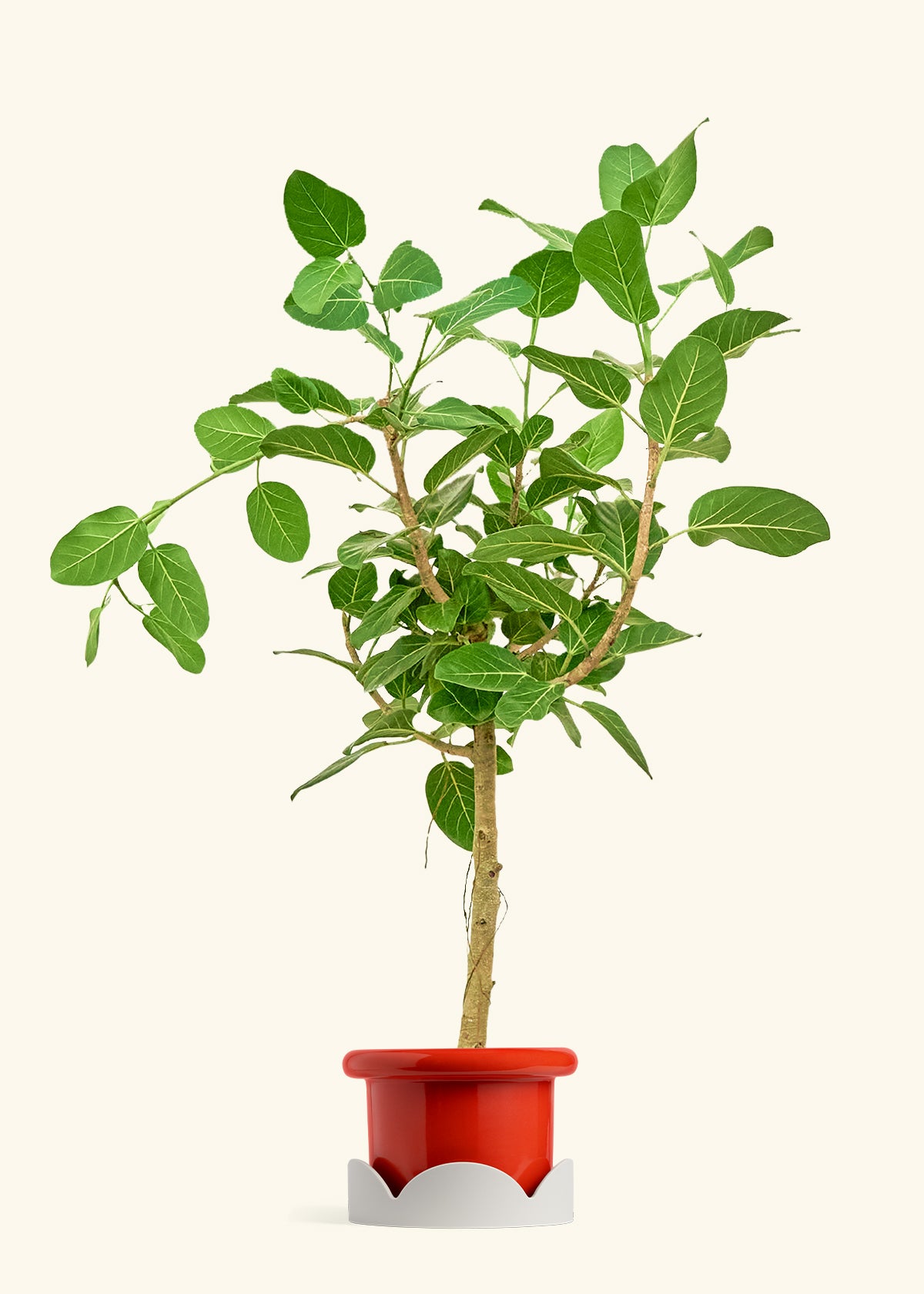 Ficus Audrey in a 10 inches Fat Lip Oat Planter in a Shamrock Petal Drip Tray