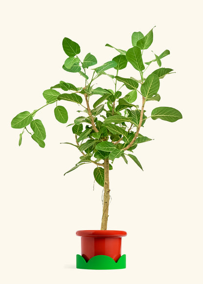Ficus Audrey in a 10 inches Fat Lip Red Planter in a Shamrock Petal Drip Tray