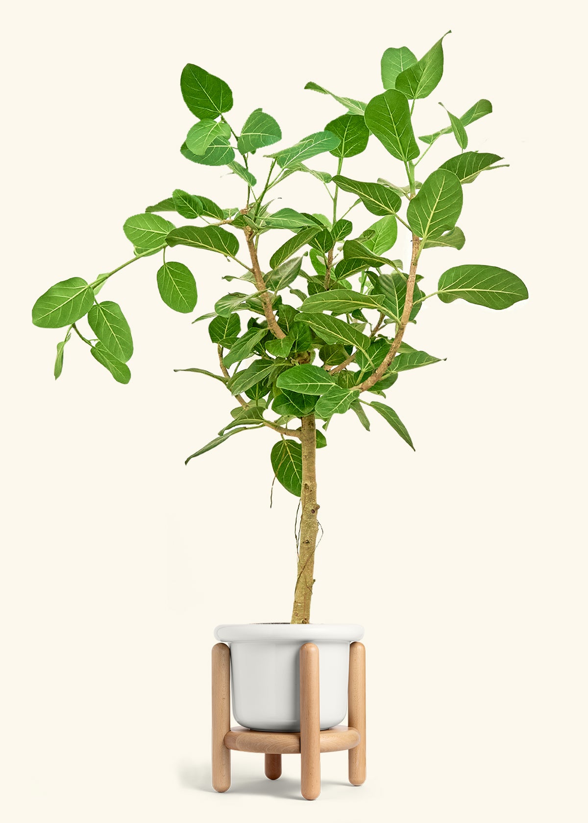 Ficus Audrey in a 10 inches Fat Lip White Planter in a Beech Wood Stand