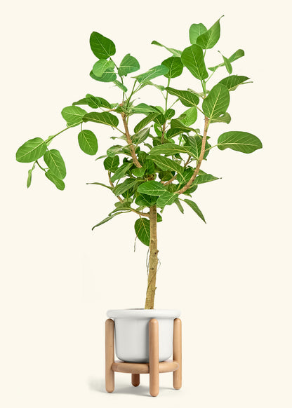 Ficus Audrey in a 10 inches Fat Lip White Planter in a Beech Wood Stand