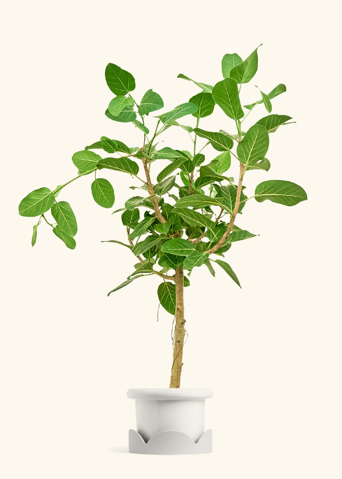 Ficus Audrey in a 10 inches Fat Lip White Planter in a Oat Petal Drip Tray