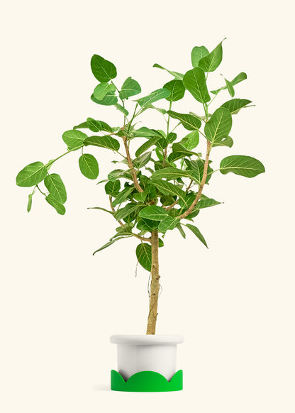 Ficus Audrey in a 10 inches Fat Lip White Planter in a Shamrock Petal Drip Tray