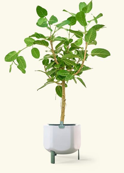 Ficus 'Audrey' in a 10 inches sage self watering pot