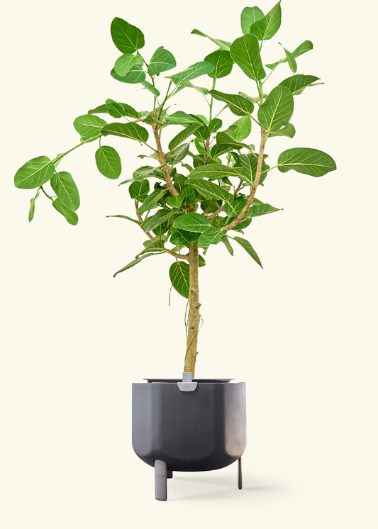 Ficus 'Audrey' in a 10 inches charcoal self watering pot