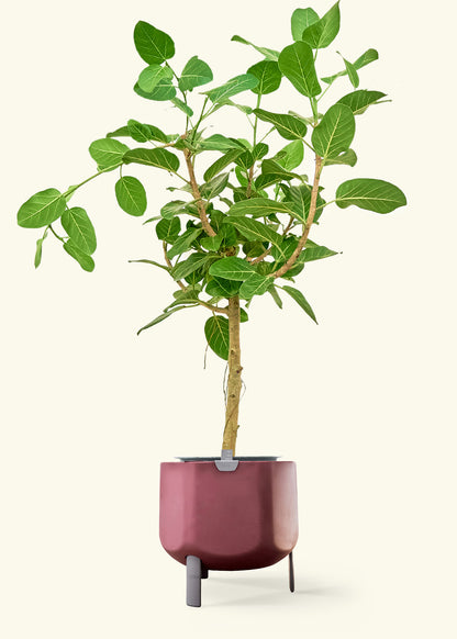 Ficus 'Audrey', XL