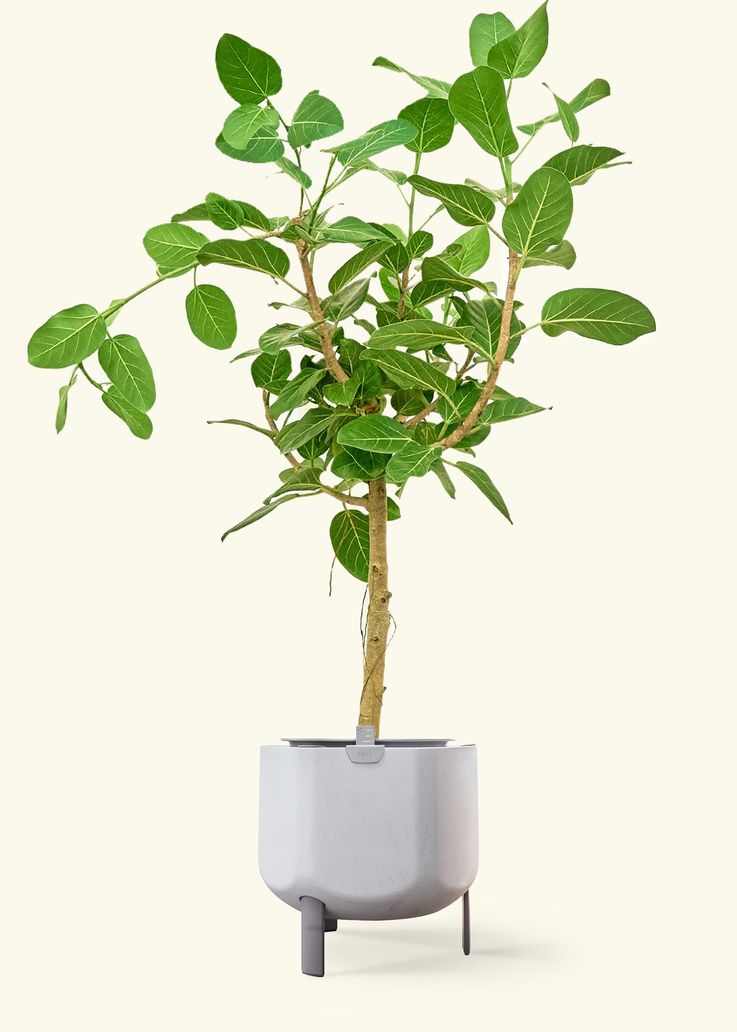 Ficus 'Audrey' in a 10 inches stone self watering pot