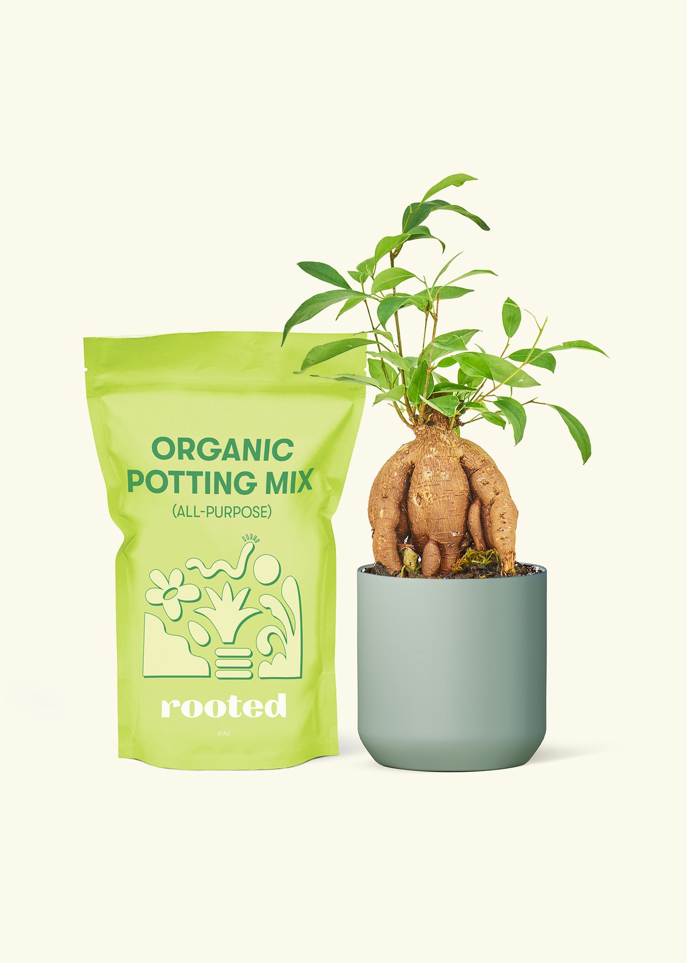 Small Ficus 'Ginseng'' in a sage cylinder pot and a bag of soil.