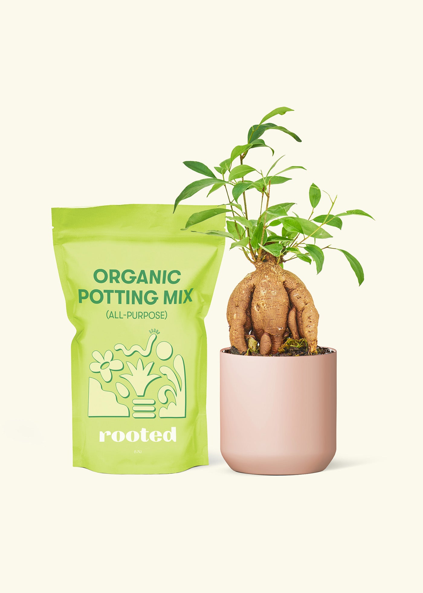 Small Ficus 'Ginseng'' in a pink cylinder pot and a bag of soil.