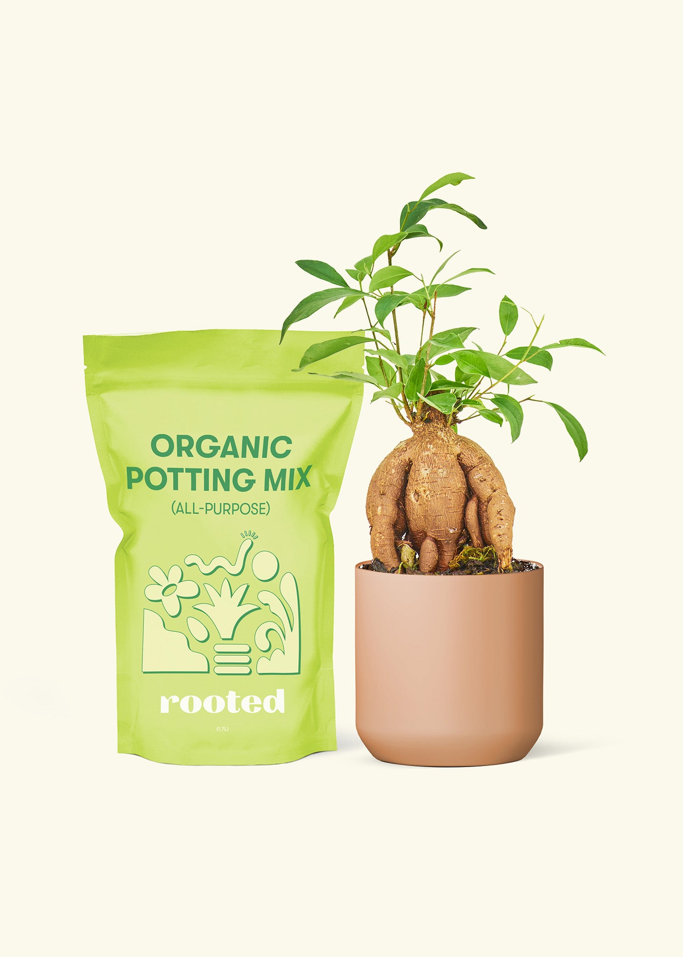 Small Ficus 'Ginseng' in a terracotta cylinder pot and a bag of soil.