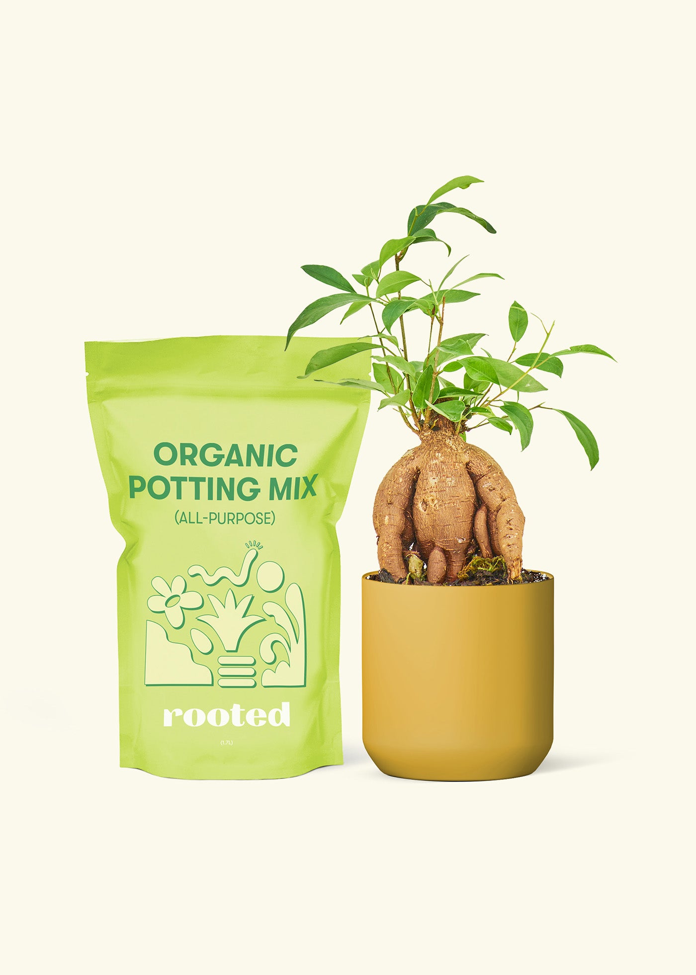 Small Ficus 'Ginseng'' in a mustard cylinder pot and a bag of soil.