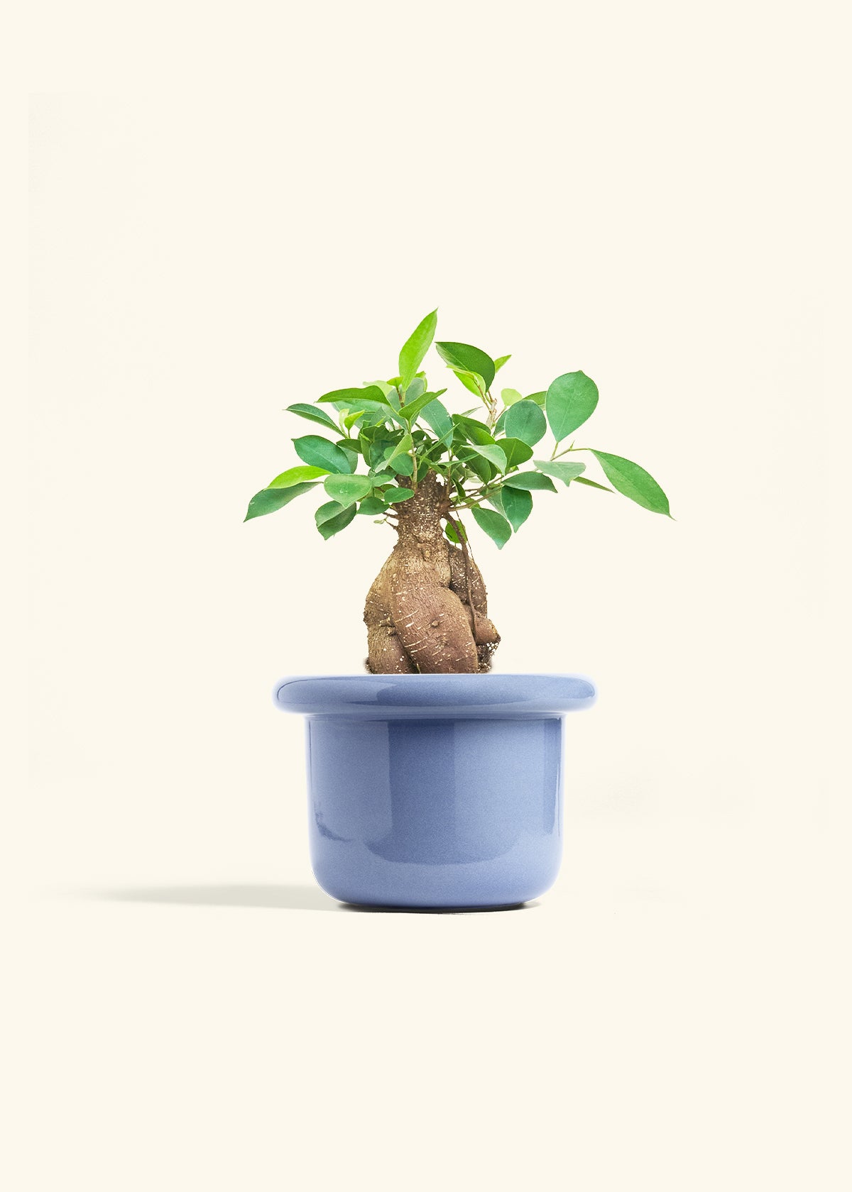 Ficus Ginseng in a 6 inches Fat Lip Blue Planter 