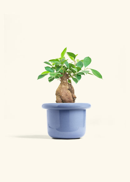 Ficus Ginseng in a 6 inches Fat Lip Blue Planter 