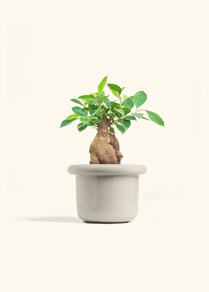 Ficus Ginseng in a 6 inches Fat Lip Oat Planter 