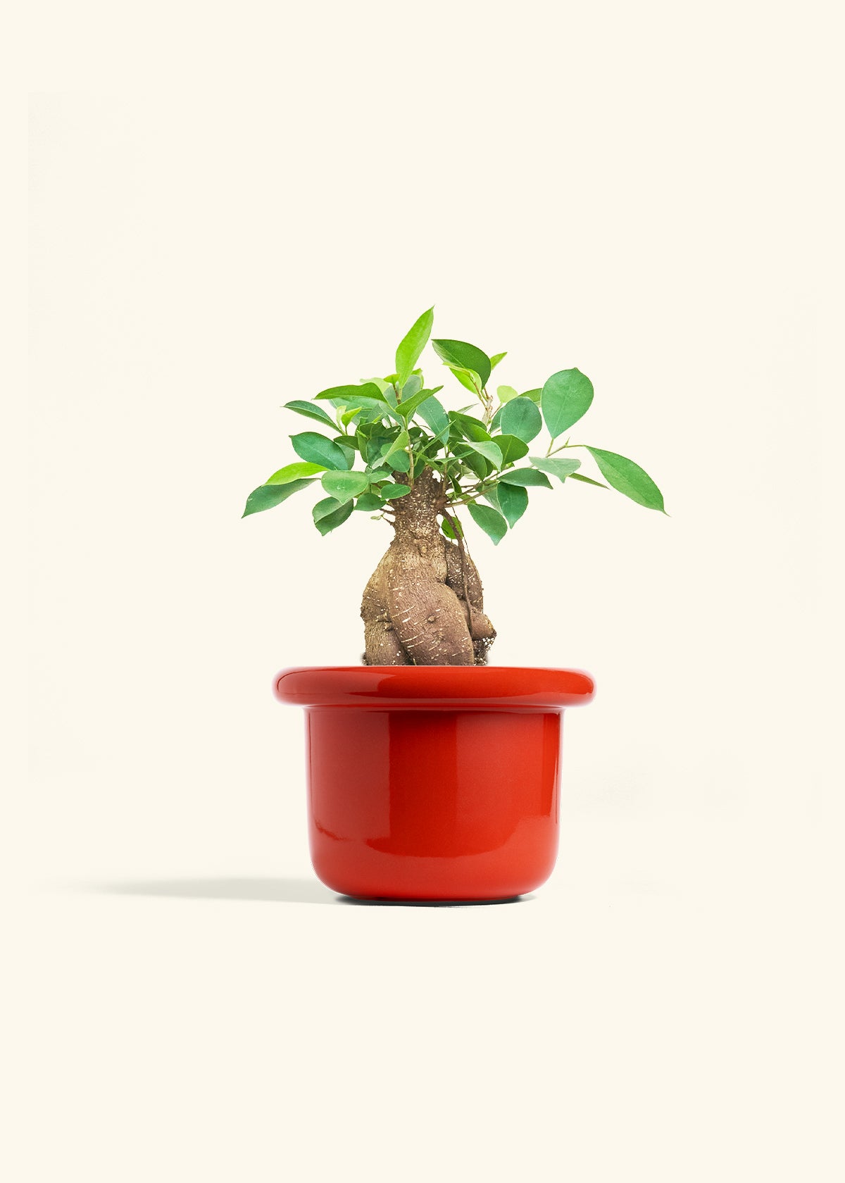 Ficus Ginseng in a 6 inches Fat Lip Red Planter 