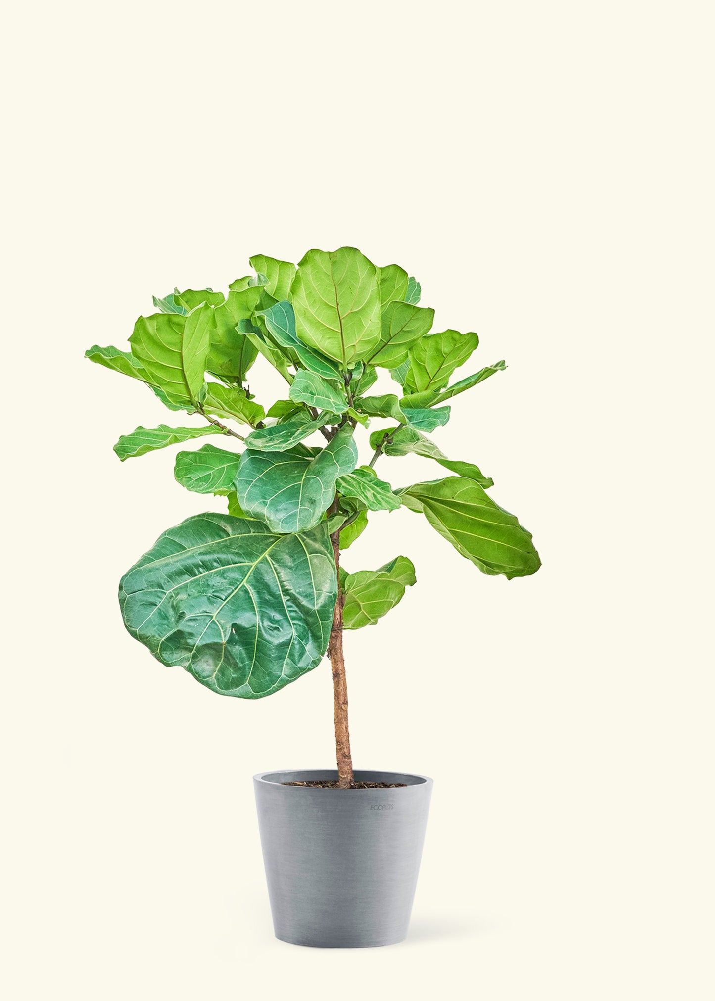 Large Fiddle Leaf Fig Plant in a gray stone pot.