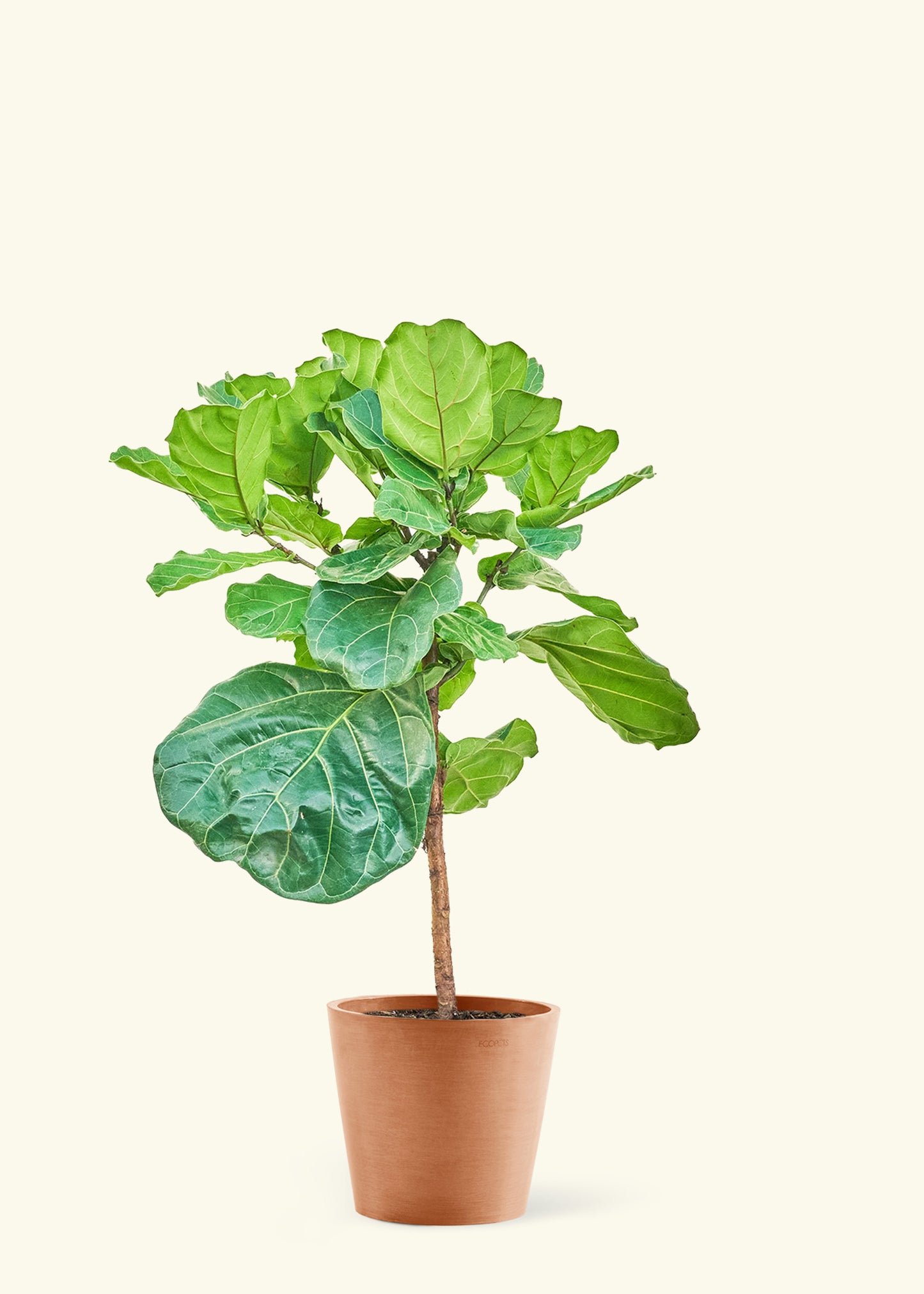 Large Fiddle Leaf Fig Plant in a terracotta pot.