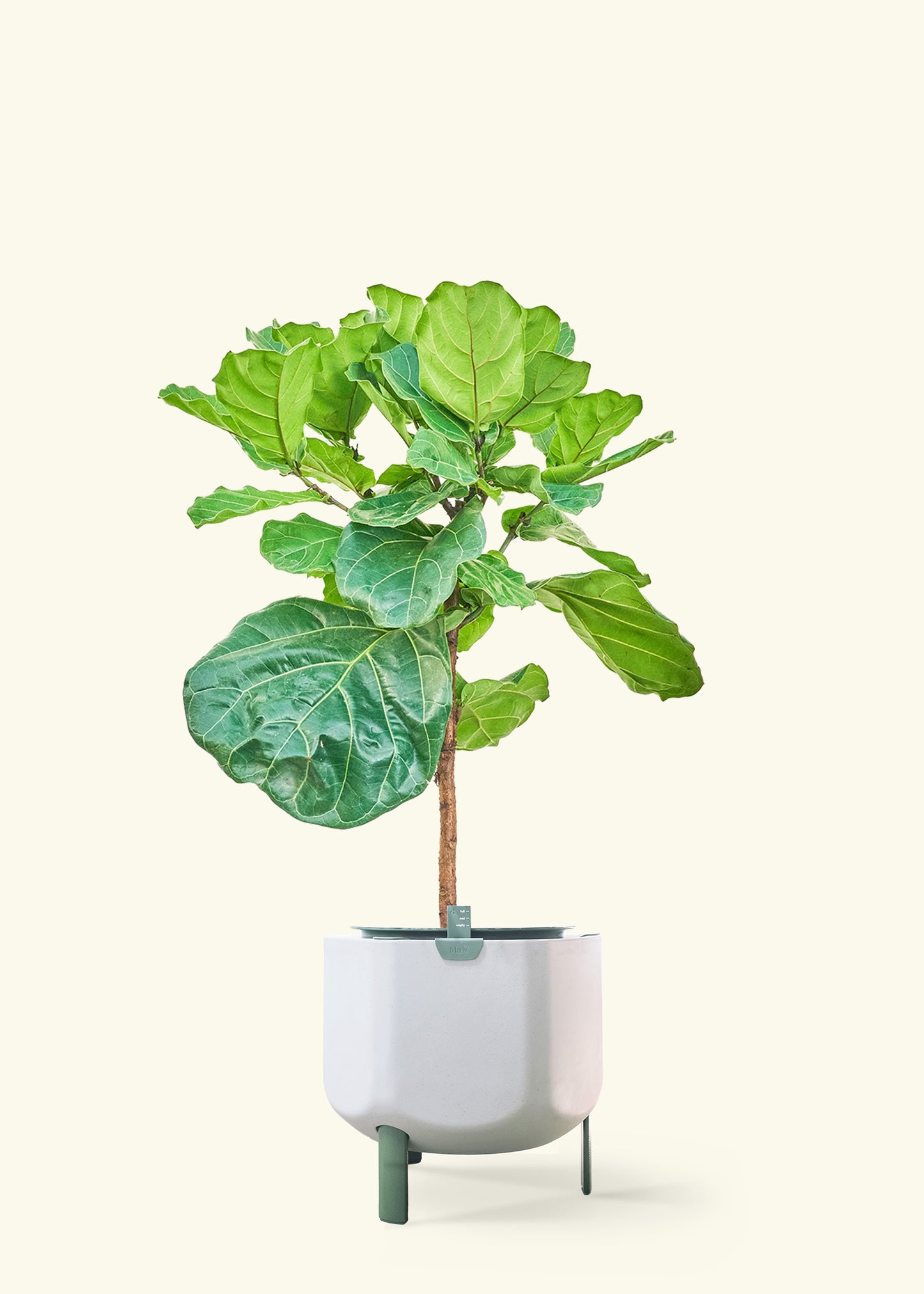 Fiddle Leaf Fig in a 10 inches sage self watering pot