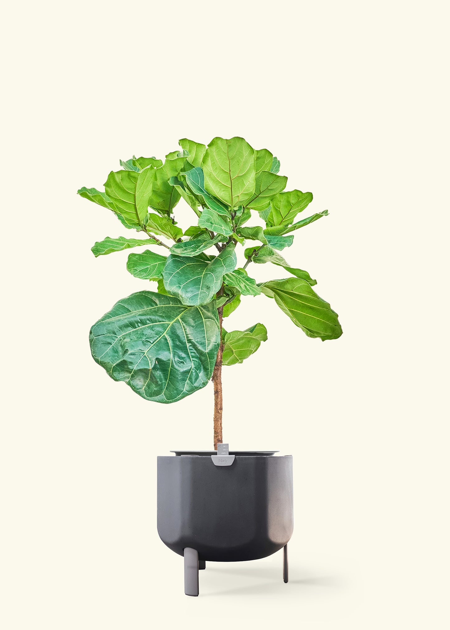 Fiddle Leaf Fig in a 10 inches charcoal self watering pot