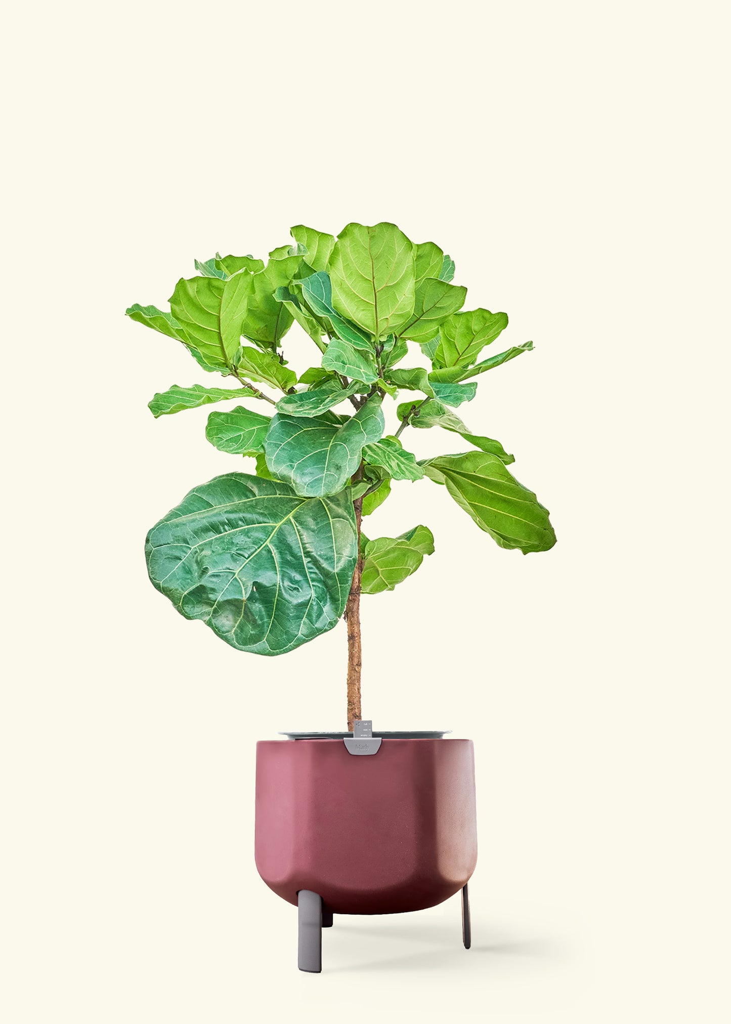 Fiddle Leaf Fig in a 10 inches terracotta self watering pot