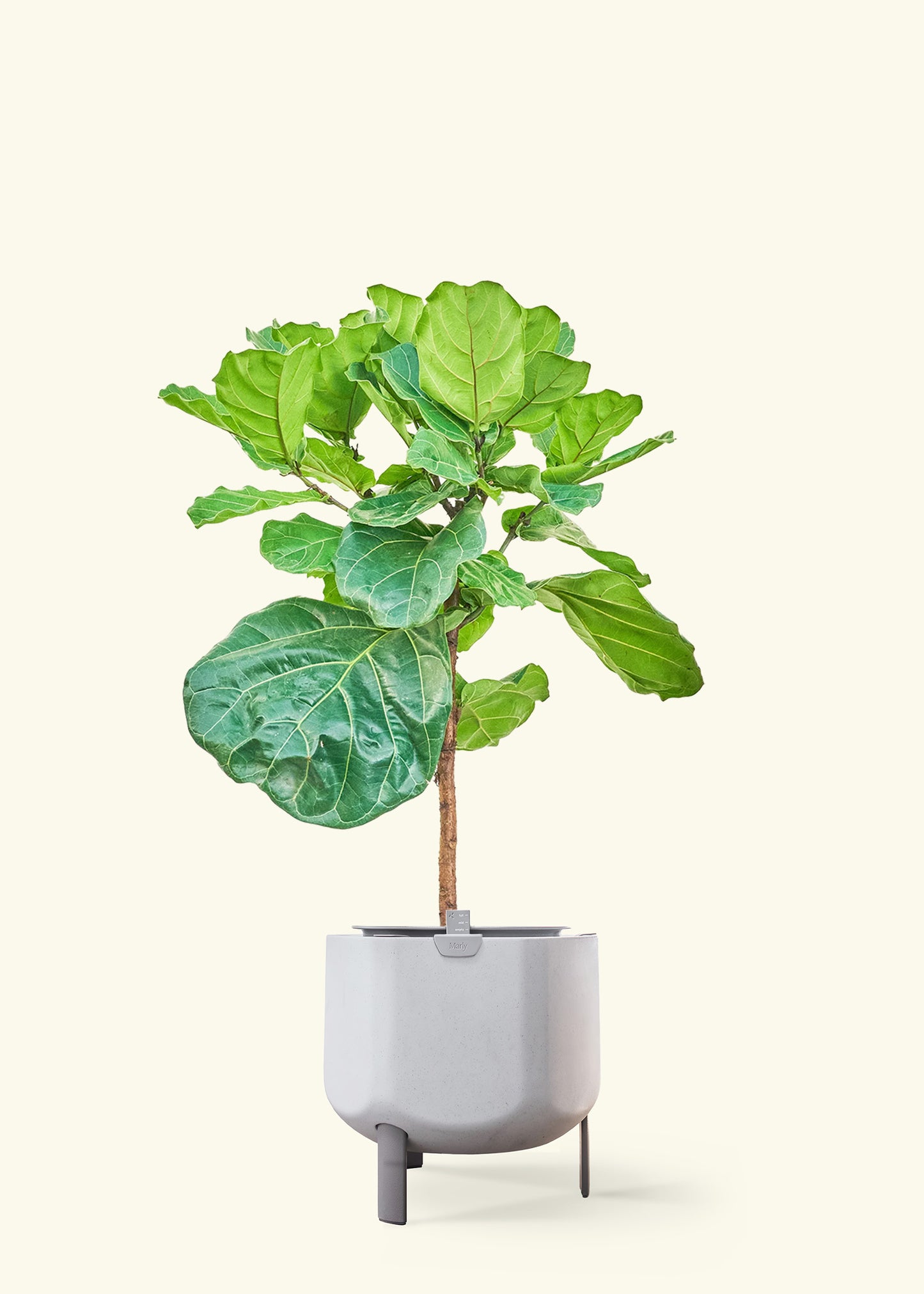 Fiddle Leaf Fig in a 10 inches stone self watering pot